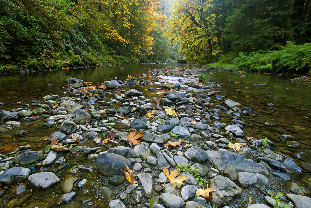 A creek in Jed Smith State Park